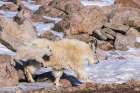 Colorado-Mt Evans Mountain goat nanny and jumping kid Art Print